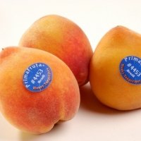  - zapopan, proveedor etiquetas guadalajara